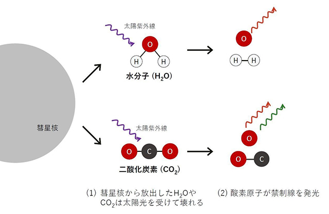 彗星コマ中での酸素原子の発光メカニズム