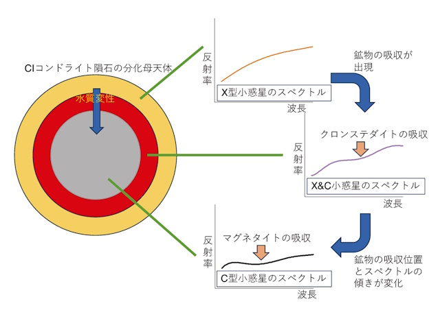 部分的に分化が進んだ親天体の内部構造モデル