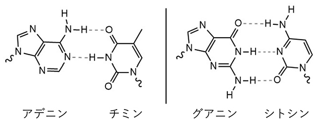 主な核酸塩基の構造と遺伝子の二重らせん構造で見られる代表的な塩基対