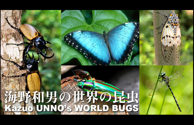 海野和男の世界の昆虫 (Kazuo UNNO's World Bugs) 