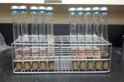 実験で生き残ったメタン菌の入った試験管