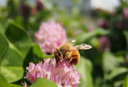 アカツメクサに吸蜜するミツバチ