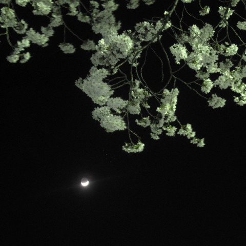 (夜桜と三日月と昴)