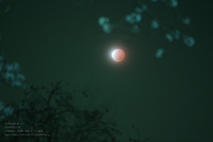 2015年4月4日 桜と赤い月