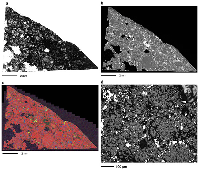 MS-177の顕微鏡写真 MS-177の顕微鏡写真