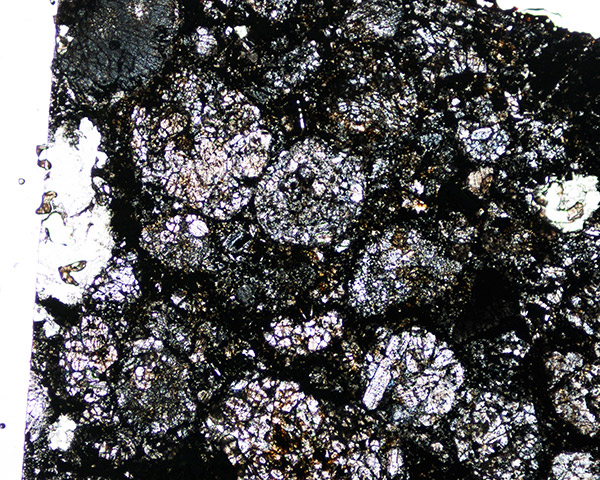 MS-177の薄い切片の顕微鏡写真の一部 MS-177の薄い切片の顕微鏡写真の一部