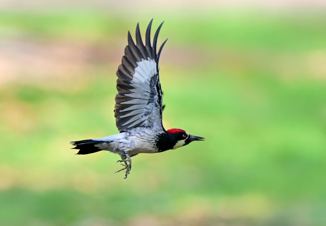 高精度オートフォーカス 高精度オートフォーカス