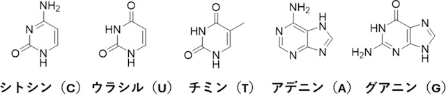 核酸塩基