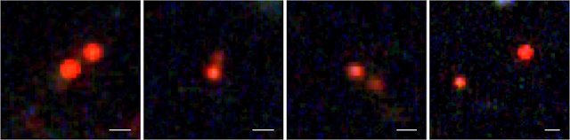 発見されたLRDペア候補天体 発見されたLRDペア候補天体
