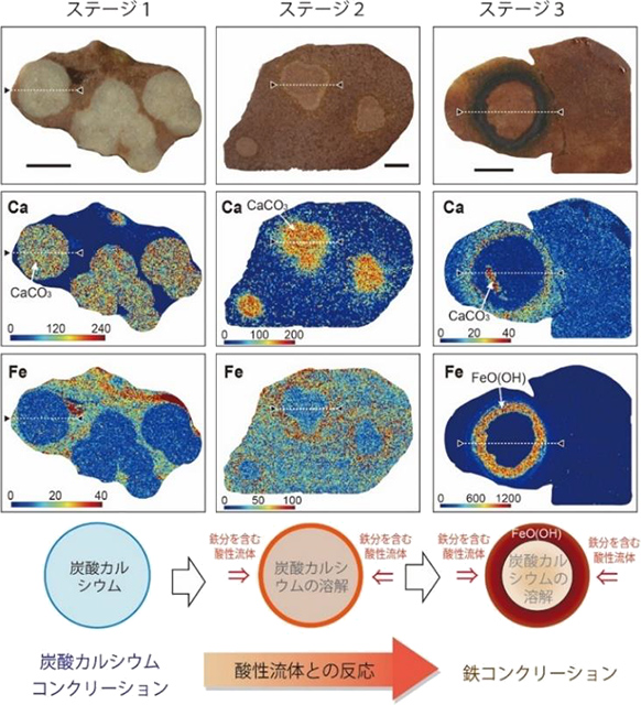 カルシウムと鉄の濃度分布を示した画像