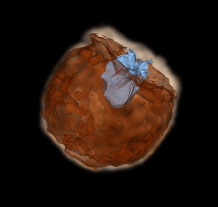 Ia型超新星のシミュレーション画像