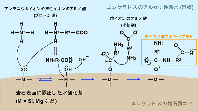 ペプチド合成反応の模式図