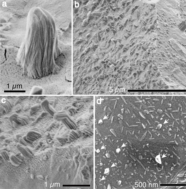 イトカワ微粒子の硫化鉄表面に見られるひげ状結晶