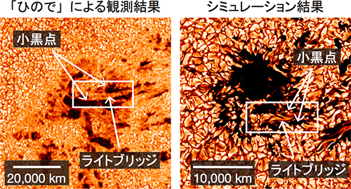 （左）「ひので」による形成中の黒点の観測、（右）黒点形成シミュレーションの結果