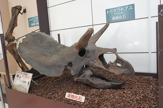 トリケラトプスの頭骨