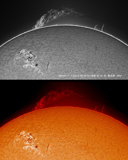 5月11日に撮影された黒点群「活動領域3664」とプロミネンス