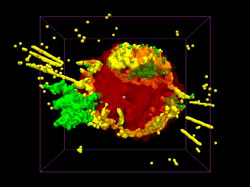 天文用に改良された医療用の画像プログラムで作成したカシオペヤ座Aの画像
