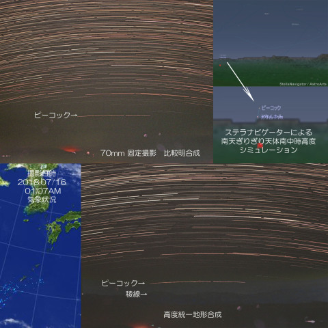 ピーコックを捉えました