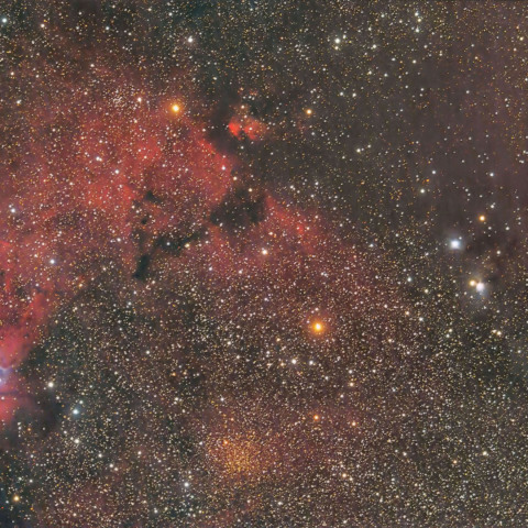 クリスマスツリーとカタツムリ