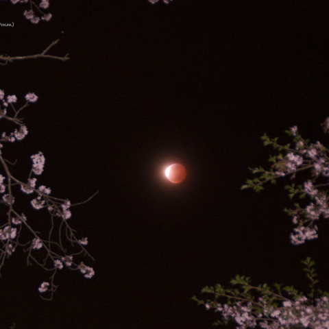 夜桜をわたる月食