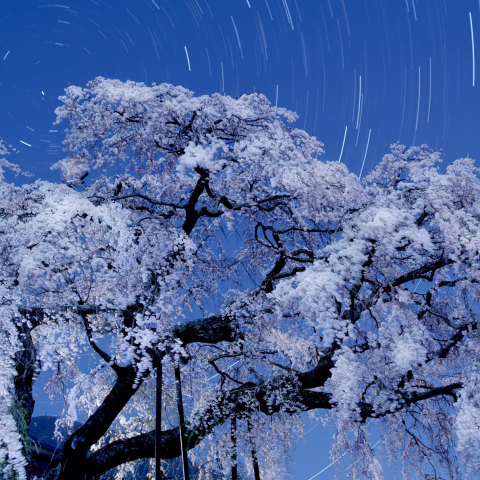 月夜のしだれ桜