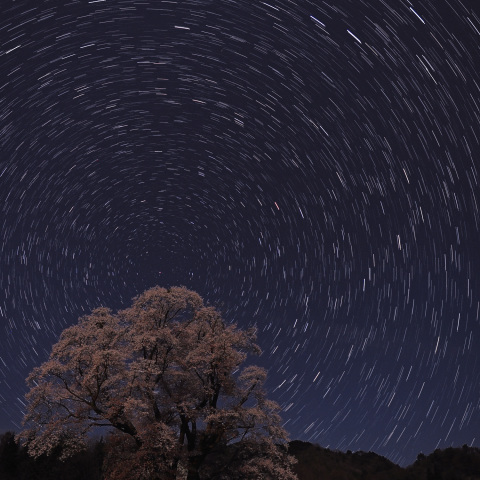 千鳥別尺のヤマザクラと北天の軌跡