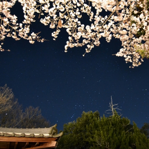 オリオンと夜桜