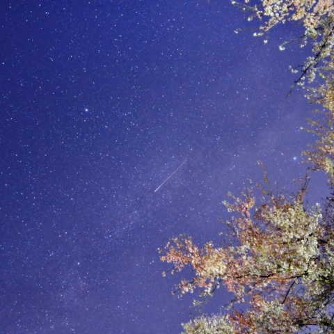 愛しきは桜の中に見えし君