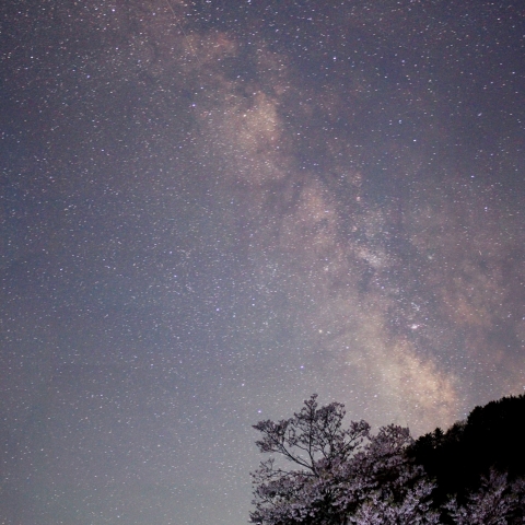 桜が見上げる夏銀河