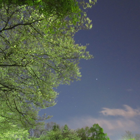夜桜とシリウス