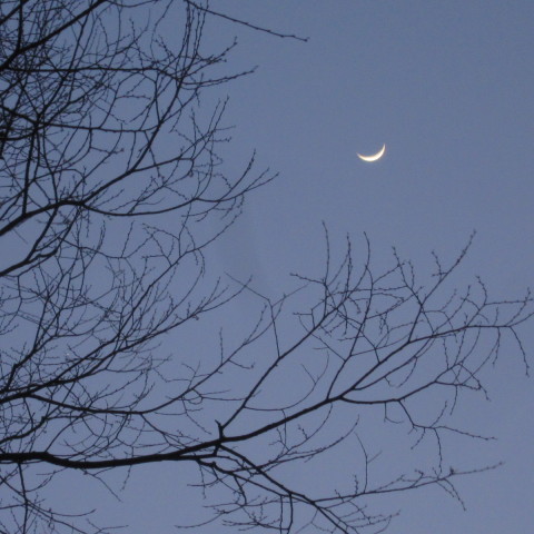 桜と三日月と木星