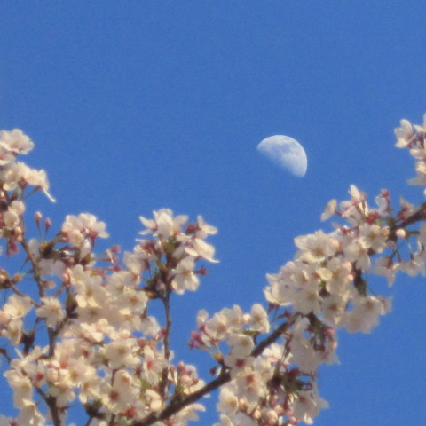 夕空の桜と半月