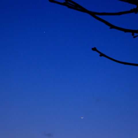 桜の蕾と月と金星