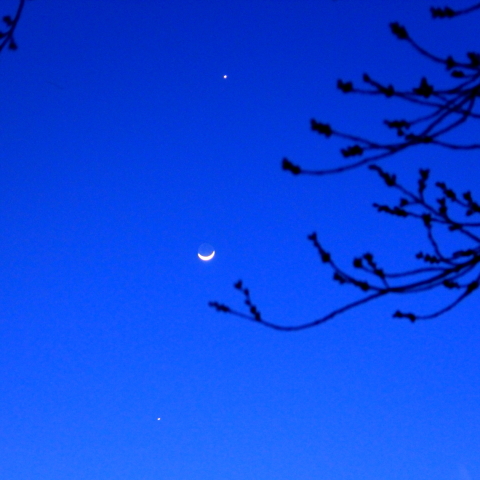 桜の蕾と月木金