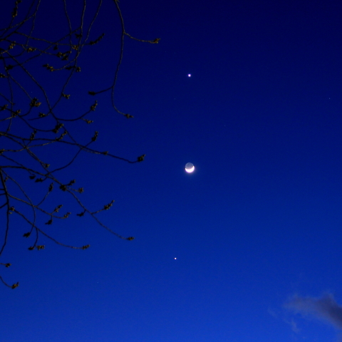 桜の枝と月木金