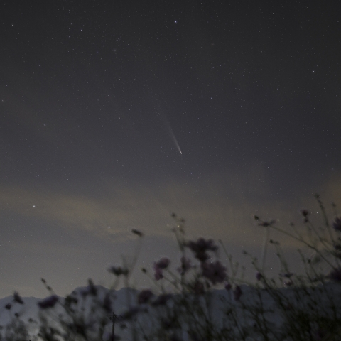 秋桜と北アルプスと紫金山・アトラス（C/2023 A5）彗星 ，2024/10/21