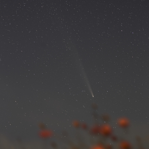 秋桜と北アルプスと紫金山・アトラス（C/2023 A5）彗星 ，2024/10/21 -２