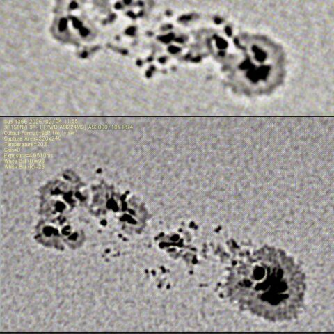 太陽黒点(活動領域4366)の変化 2026/02/02-05