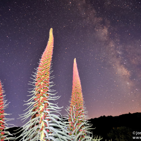 Tajinaste Rojo and the Milky Way