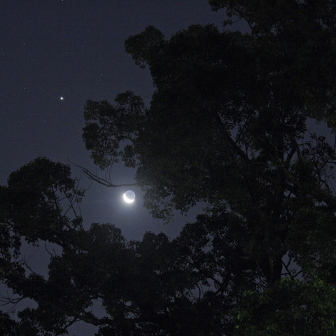 大樹に光宿す月と木星