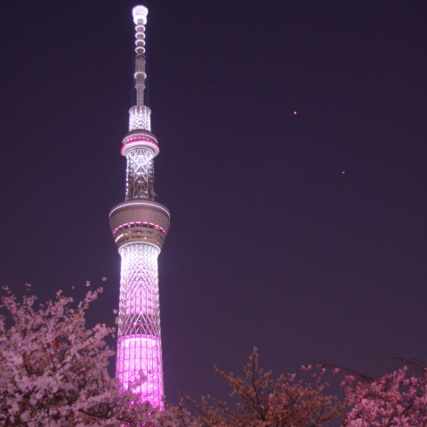 桜満開の夜、『舞』と輝く火星・スピカ