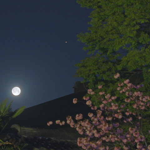 桜月夜の火星最接近
