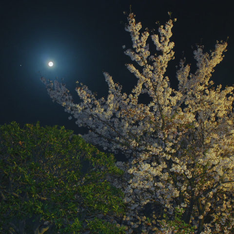桜満開の空に輝く月と木星