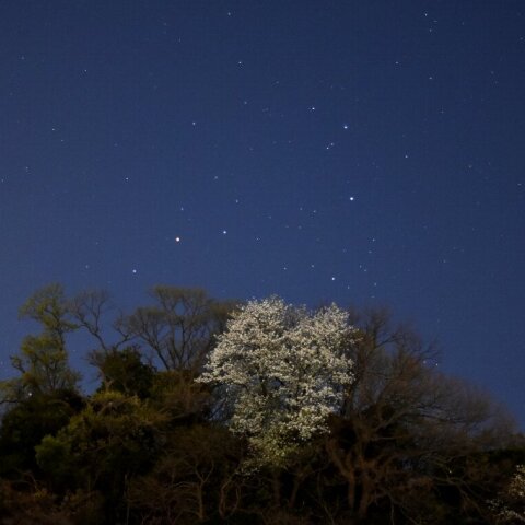 さそり座とハート桜