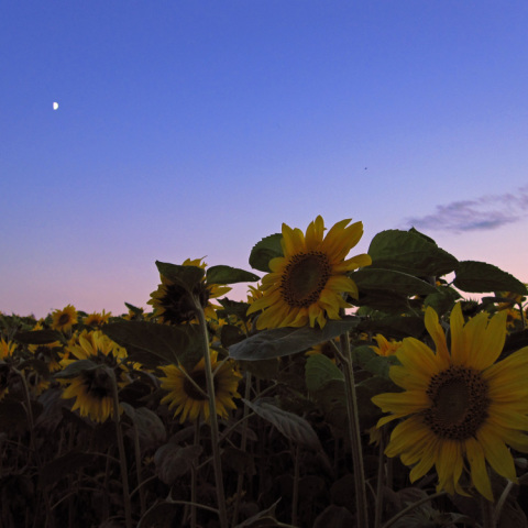 ひまわり畑と半月