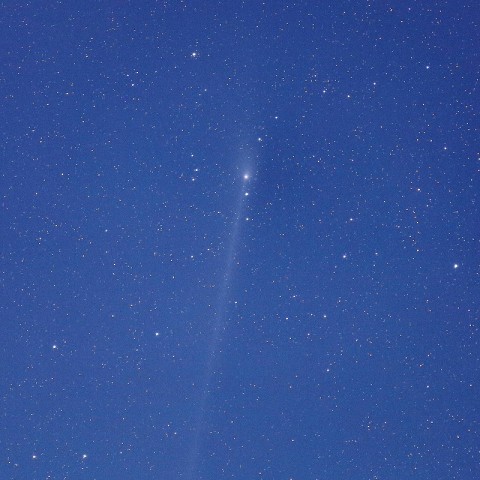 月明のパンスターズ