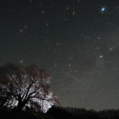 満開の越代の桜と星空