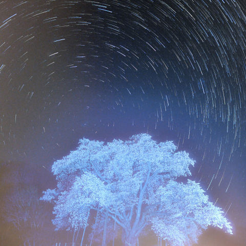 低気圧一過の星空に越代の桜満開