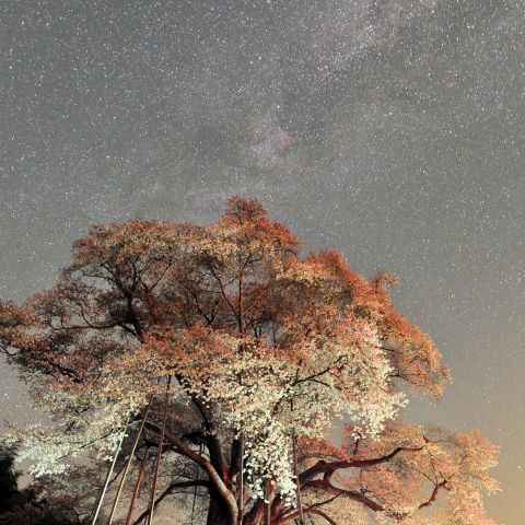 越代の桜と銀河