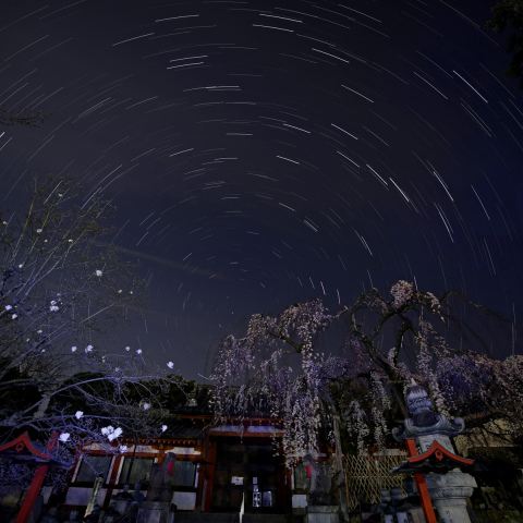 桜星景－氷室神社